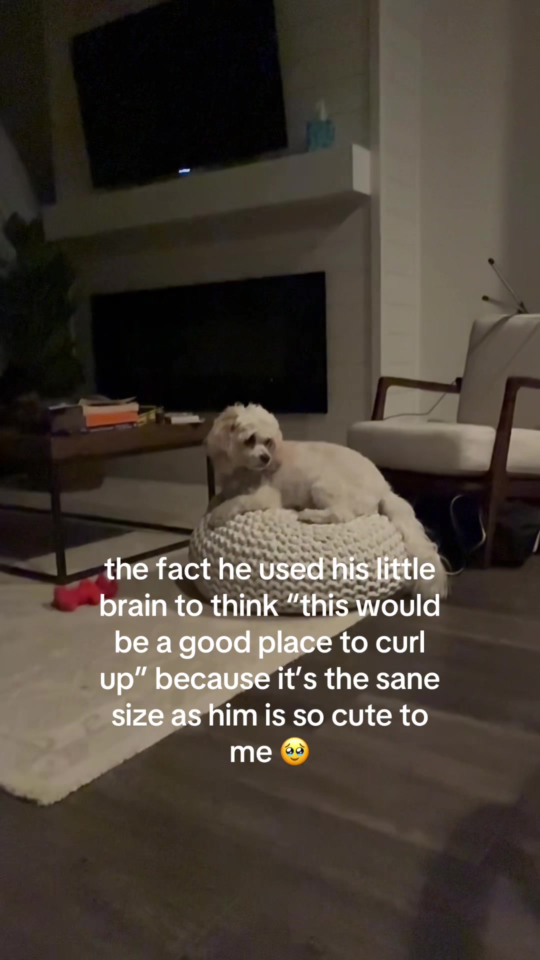 @Silly.dog.cooper