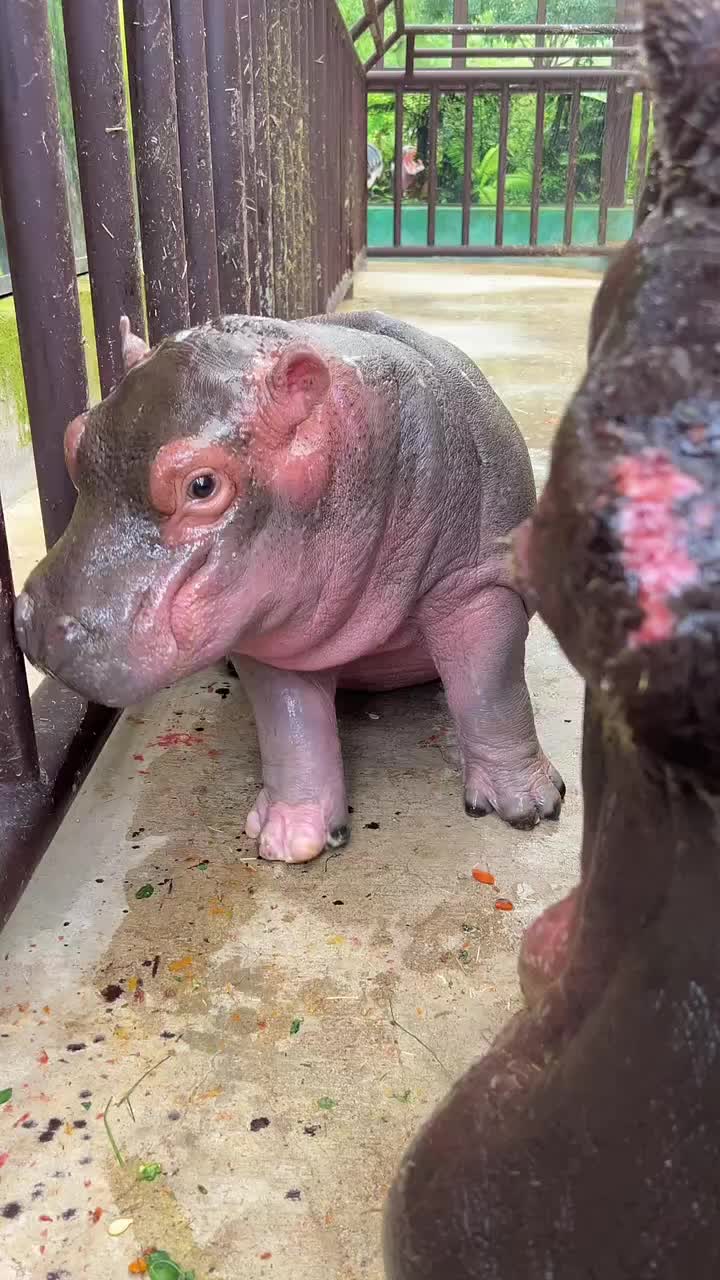 @Hippo