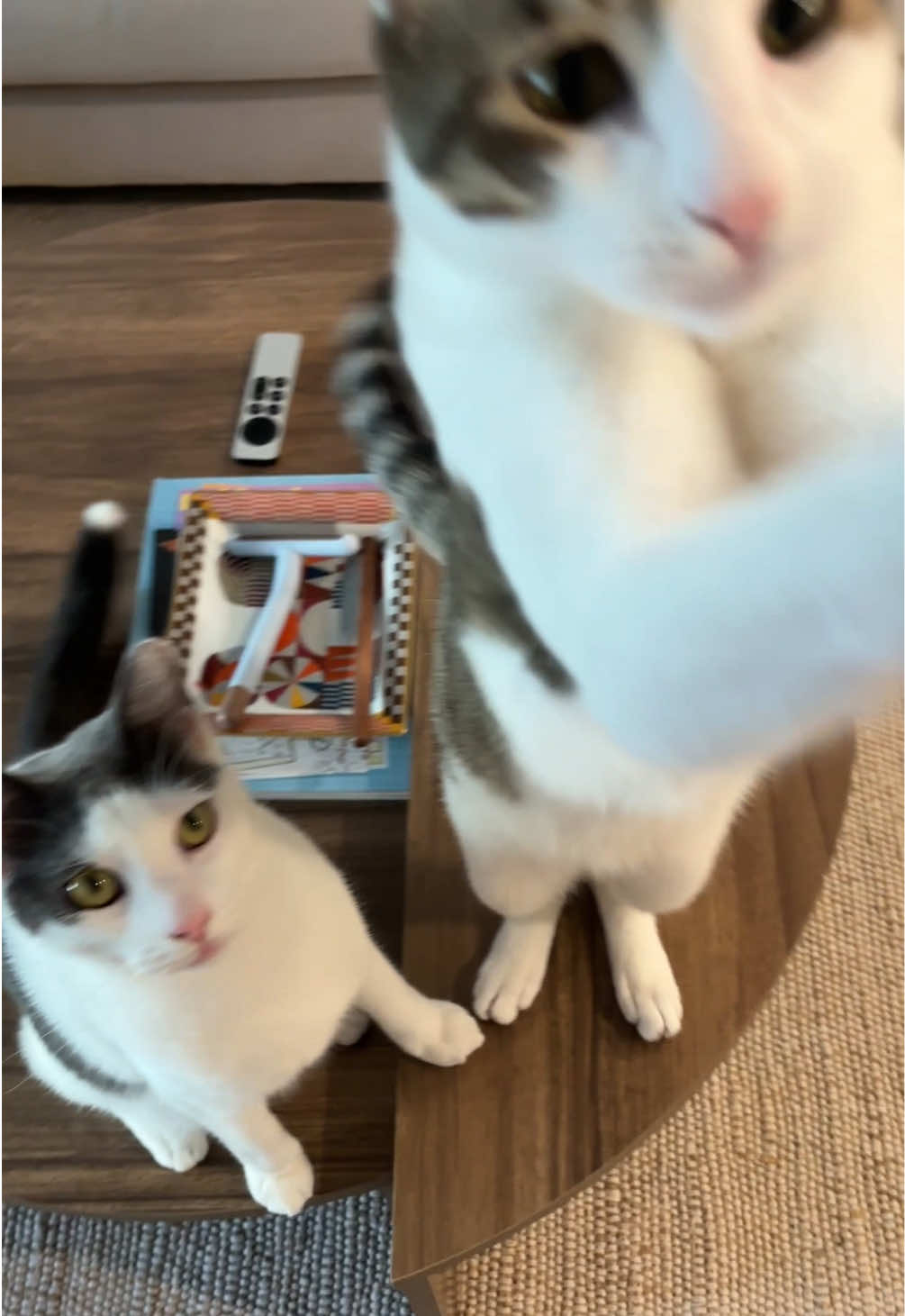 @Mimi Wawa Meow