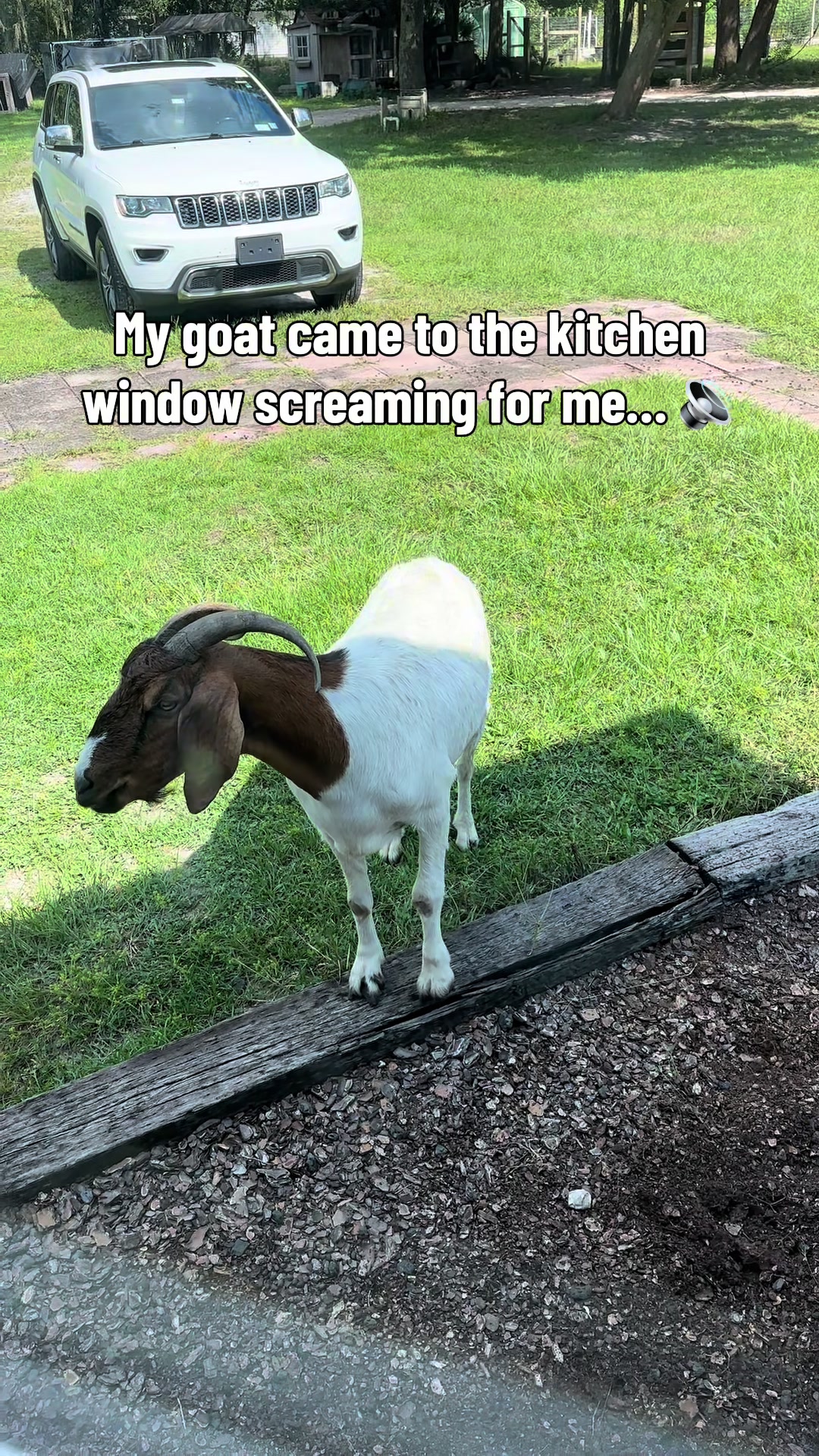@Stephanie | Shady Creek Farm