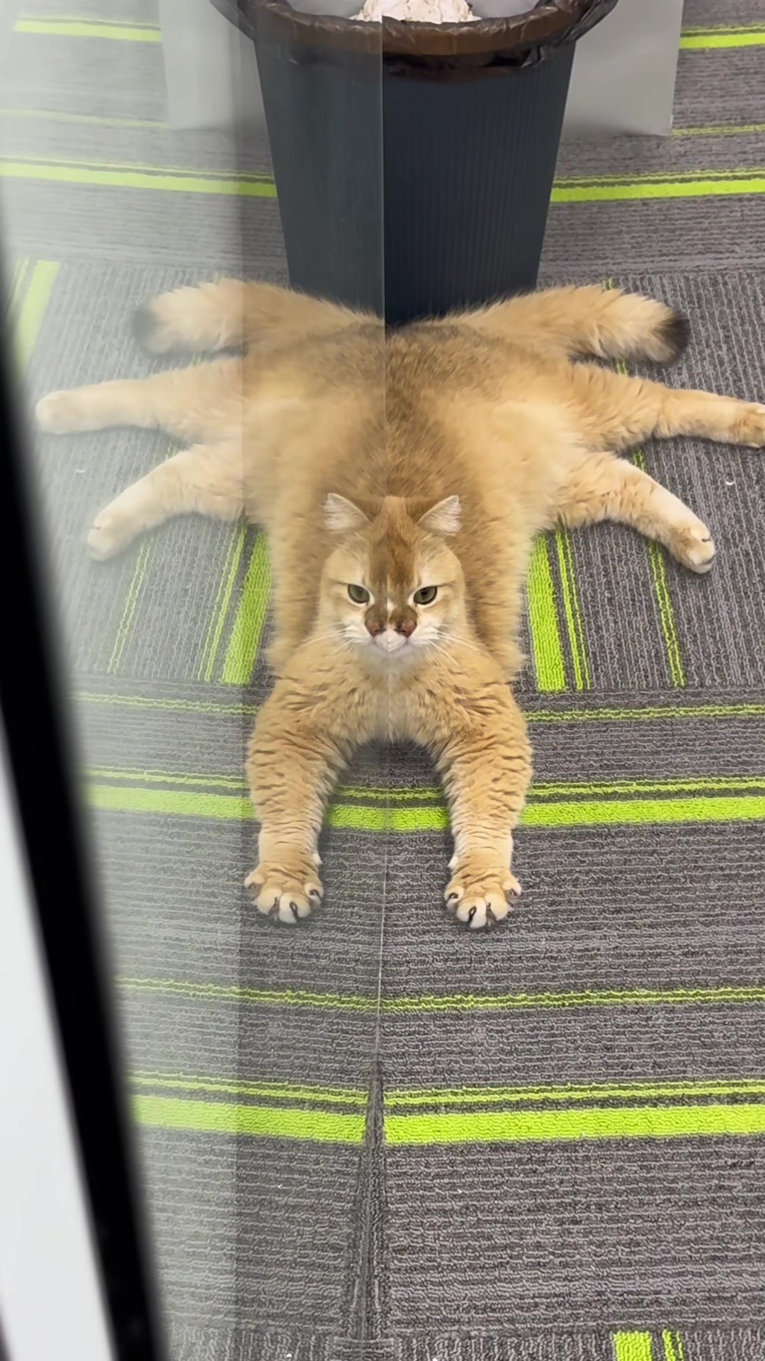 @cat moment