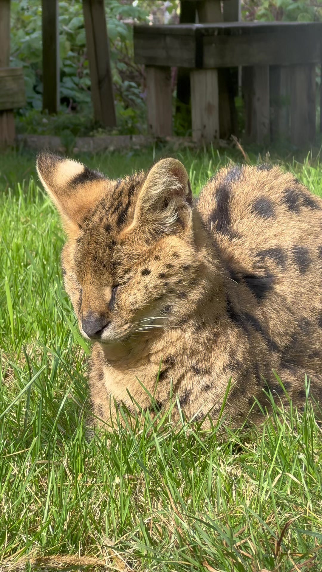 @The Wildcat Sanctuary