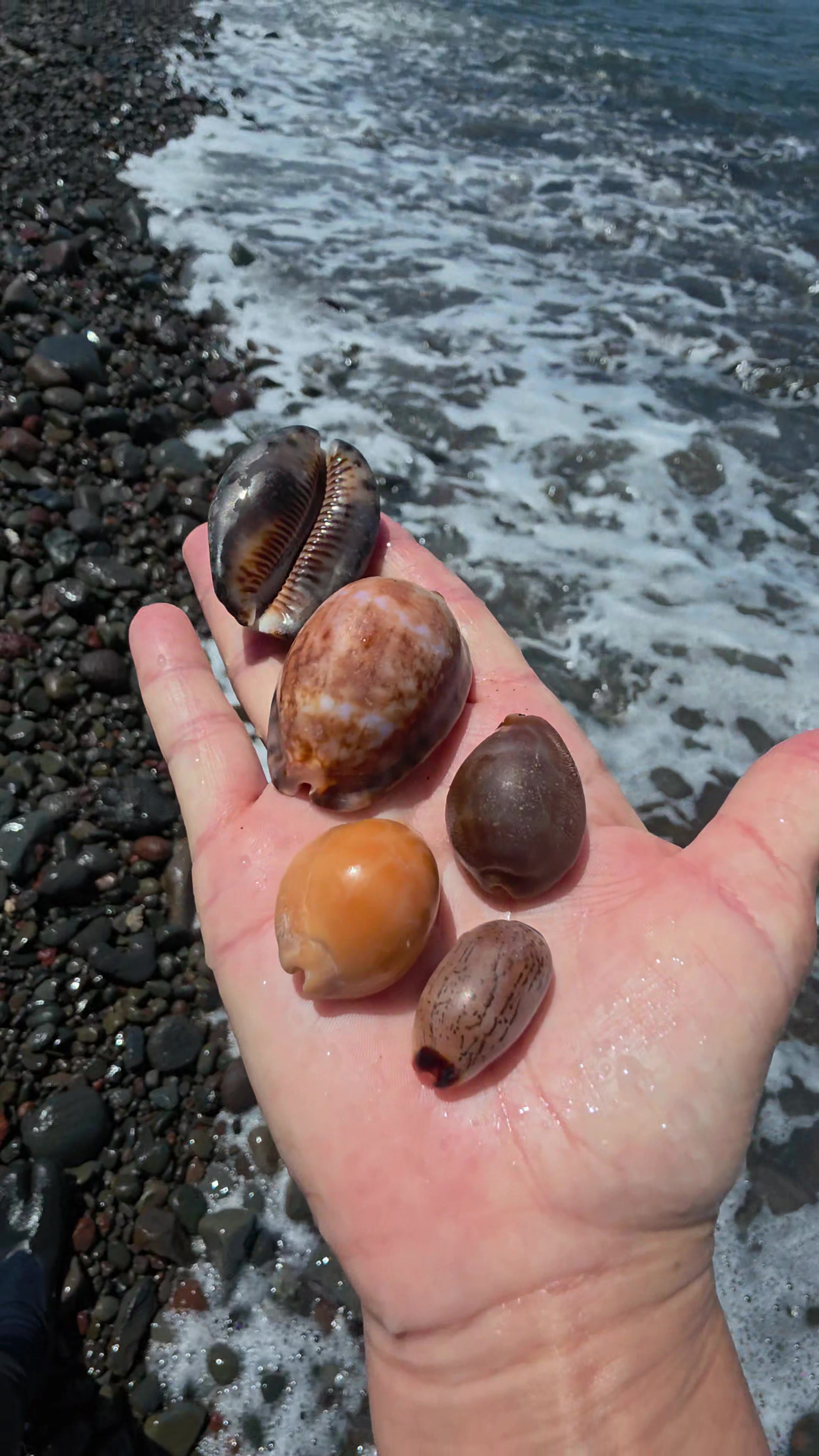 @Noe 🐚 Shells