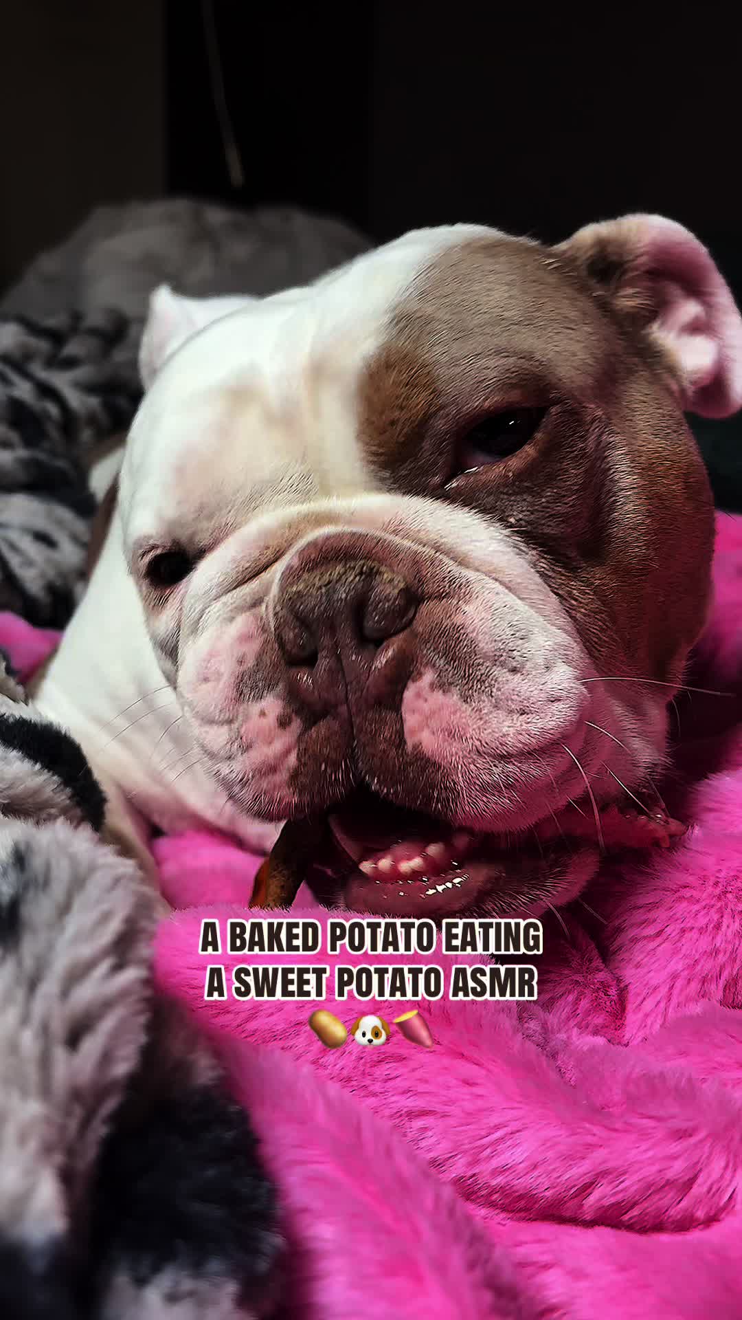 @kai•thedogmother🐾