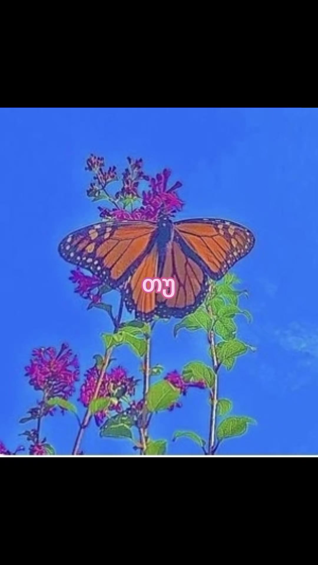 @๐ ๐๐ข๐ ๐๐ข๐ฆ