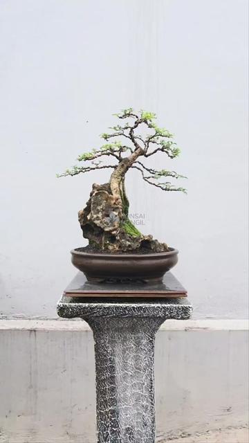 @Bonsai Mungil