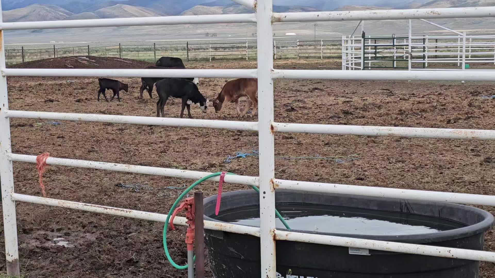 @B&G Bucking Bulls