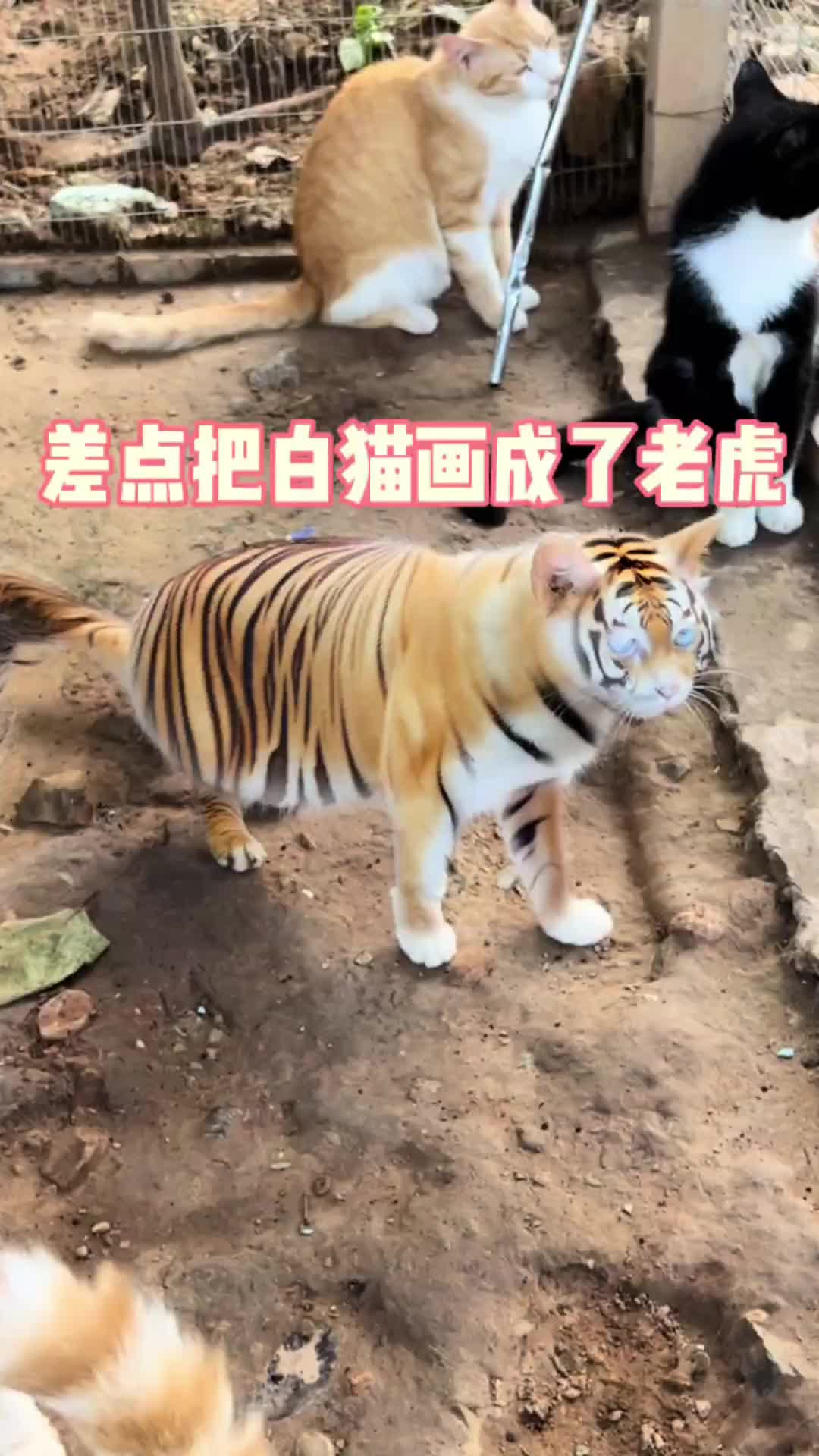 @小可爱猫猫们