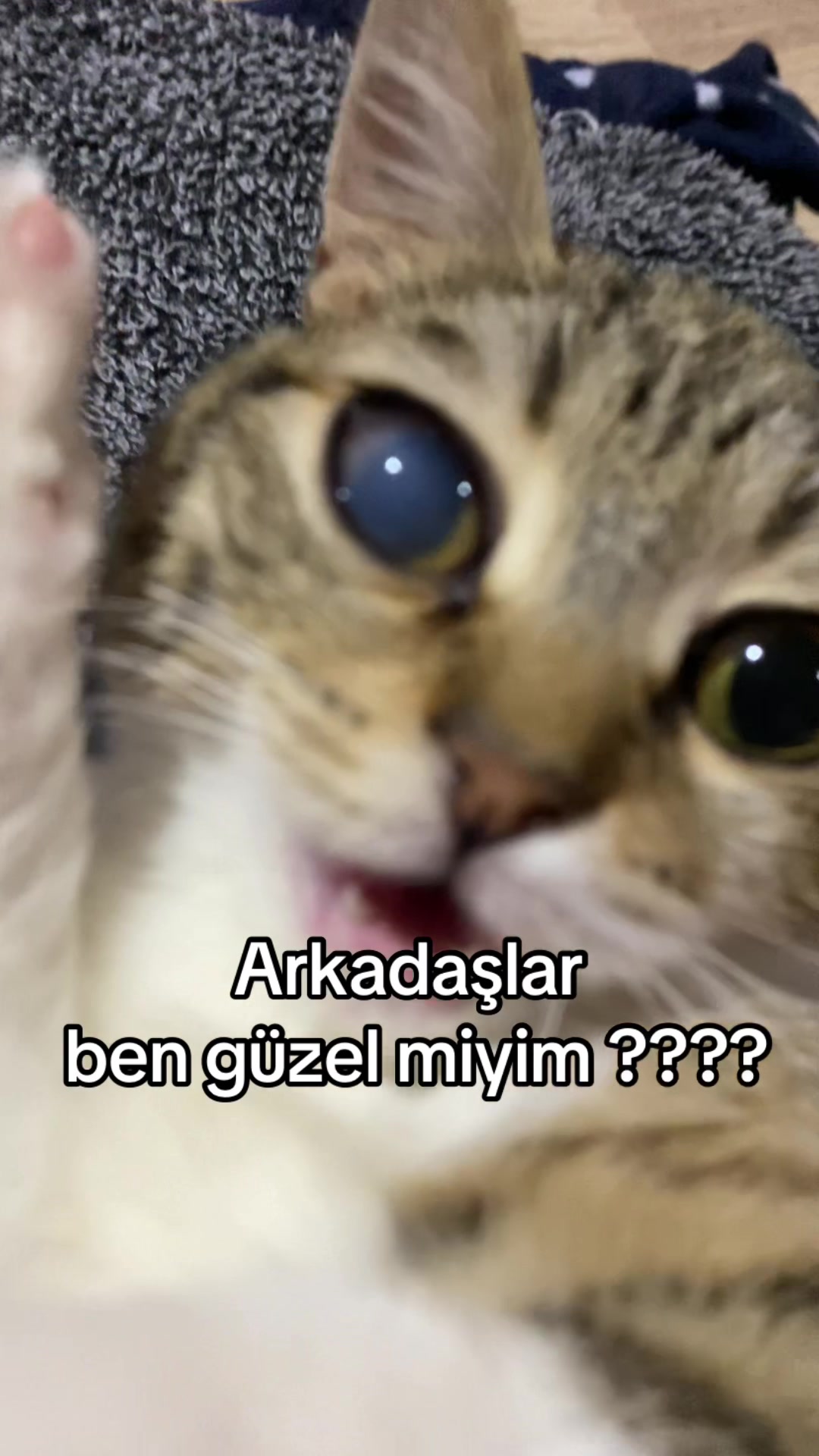@yudummz_