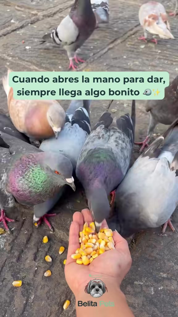 @BelitaPets