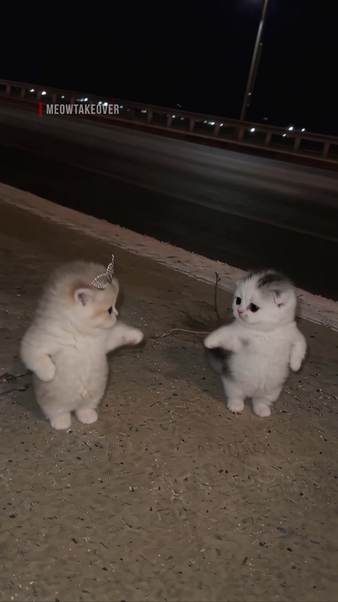 @meowtakeover