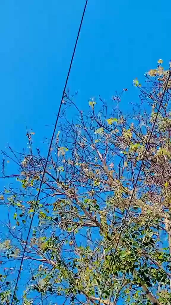 @👑حسین شاہد قریشی👑