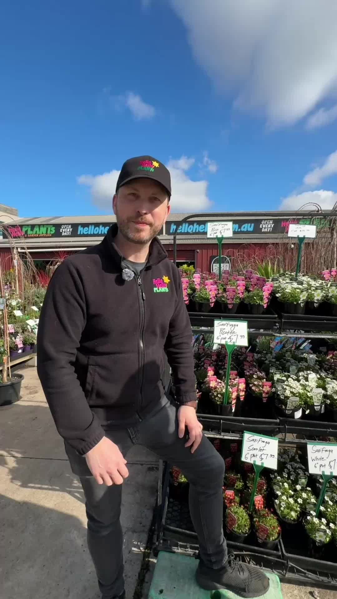 @Hello Hello Plants Nursery