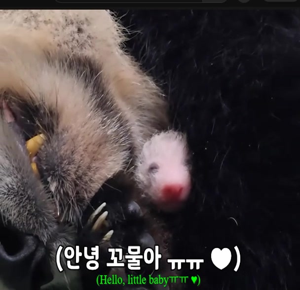 @K-PANDA kim