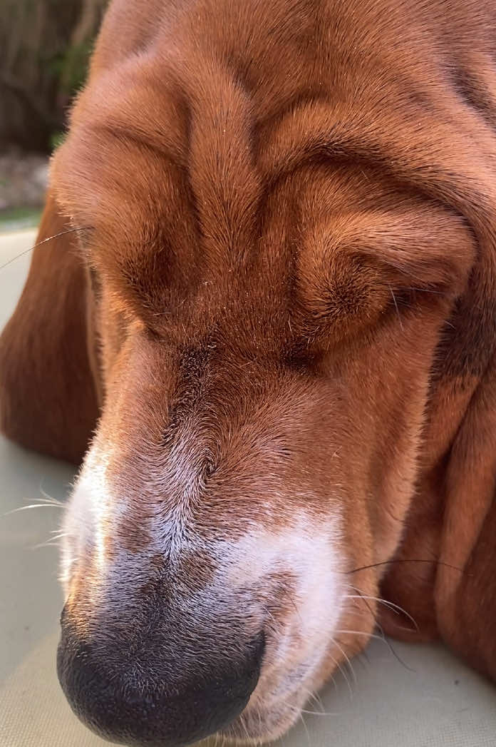 @baudelairethebasset