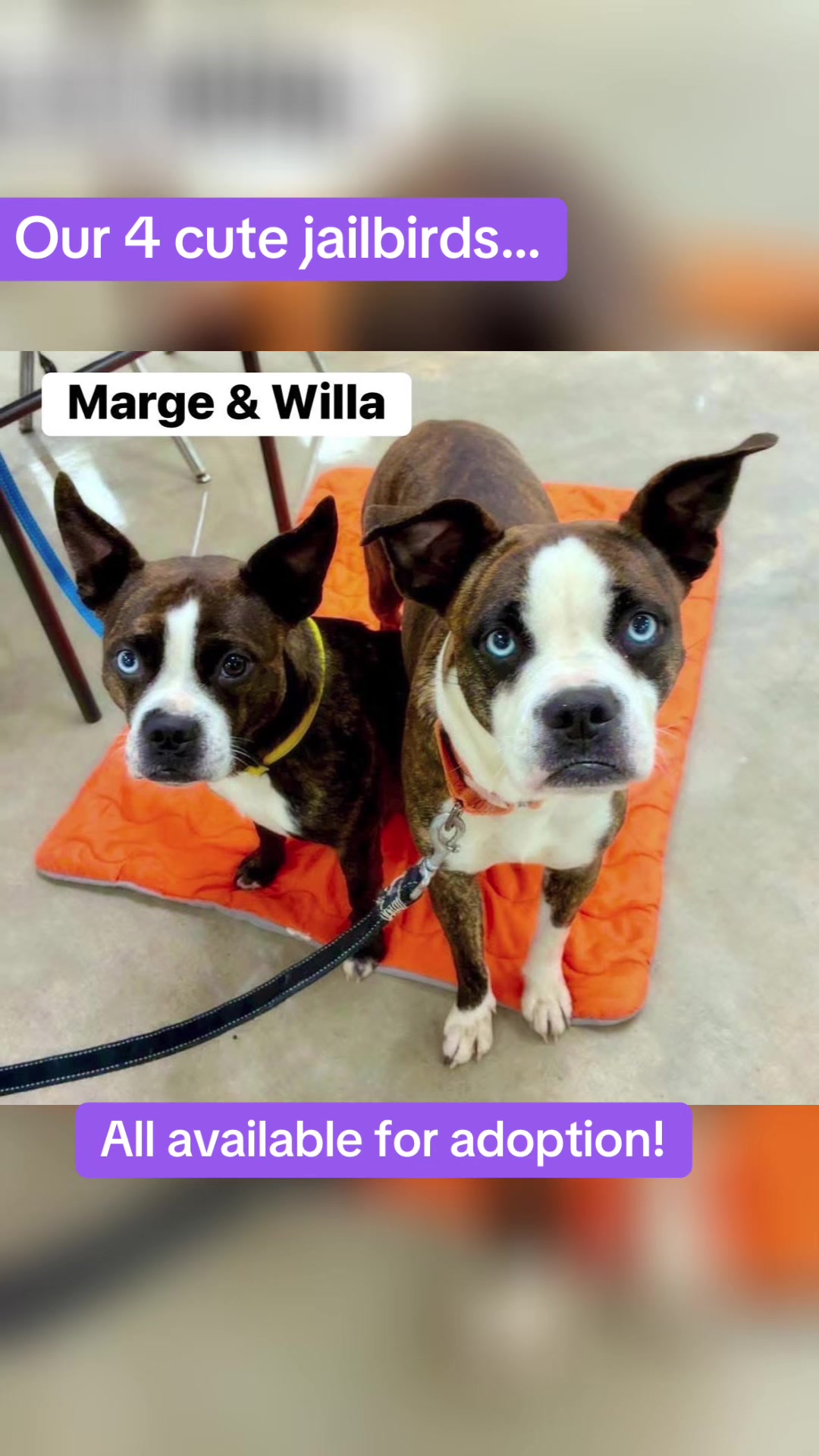@Adopt A Stray Rescue
