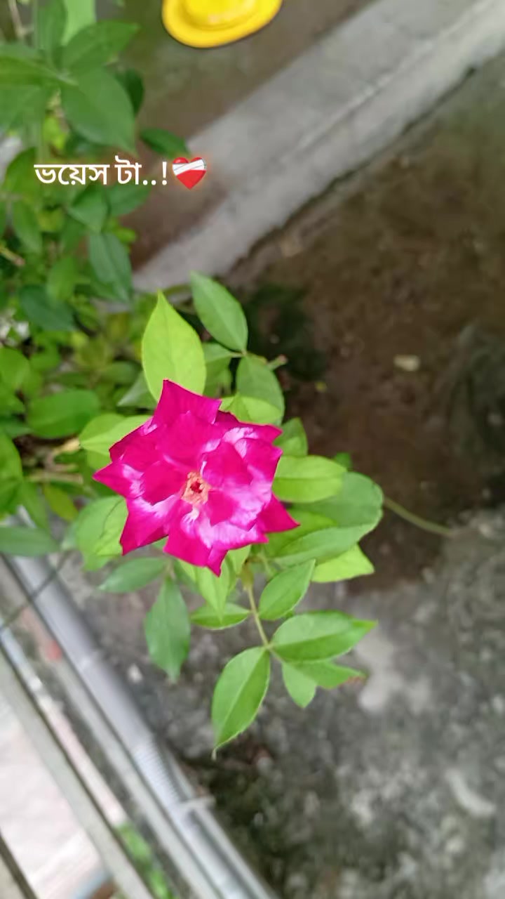 @𝐌 𝐎 𝐎 𝐃 _ 𝐎 𝐅 𝐅 √..!¡ᥫ᭡