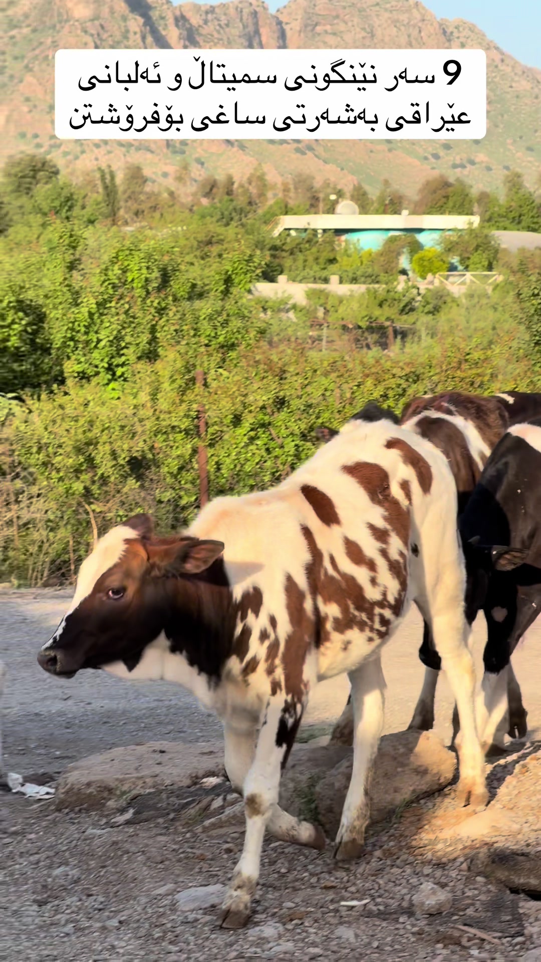 @مەیدانی ئاژەڵانی محمد 🐄🐂