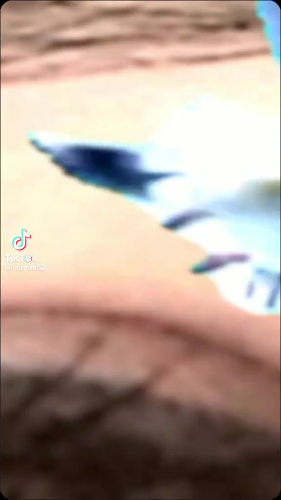 @Məlahət