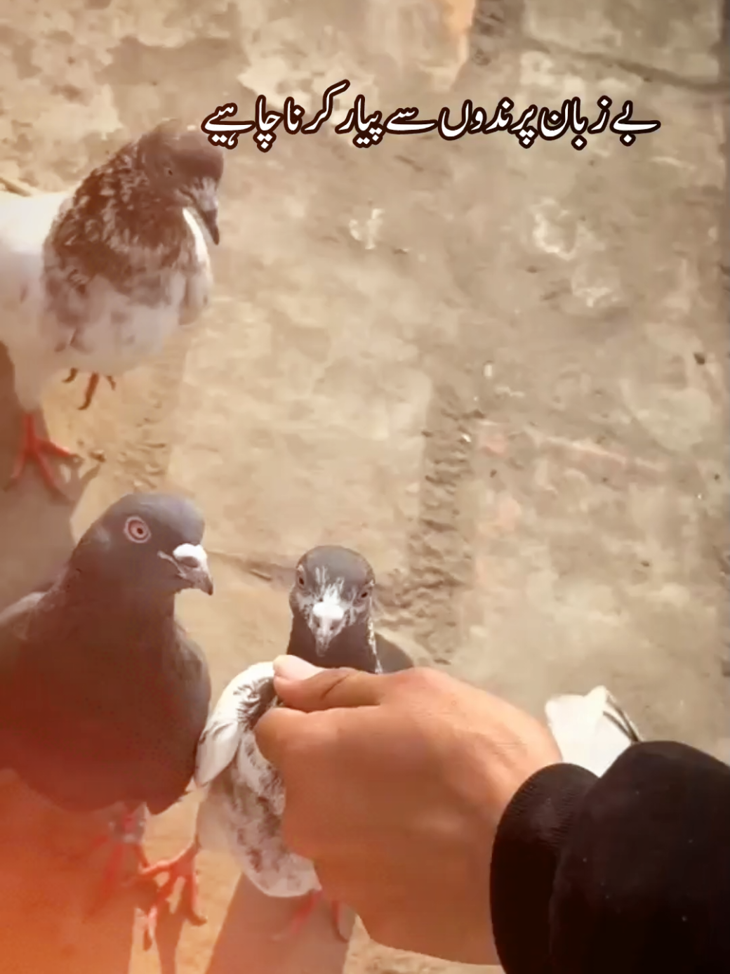 @شوق 🫀
