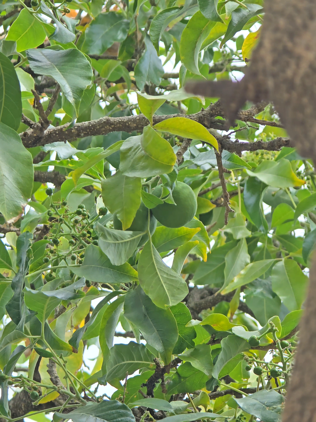 @Mamenga