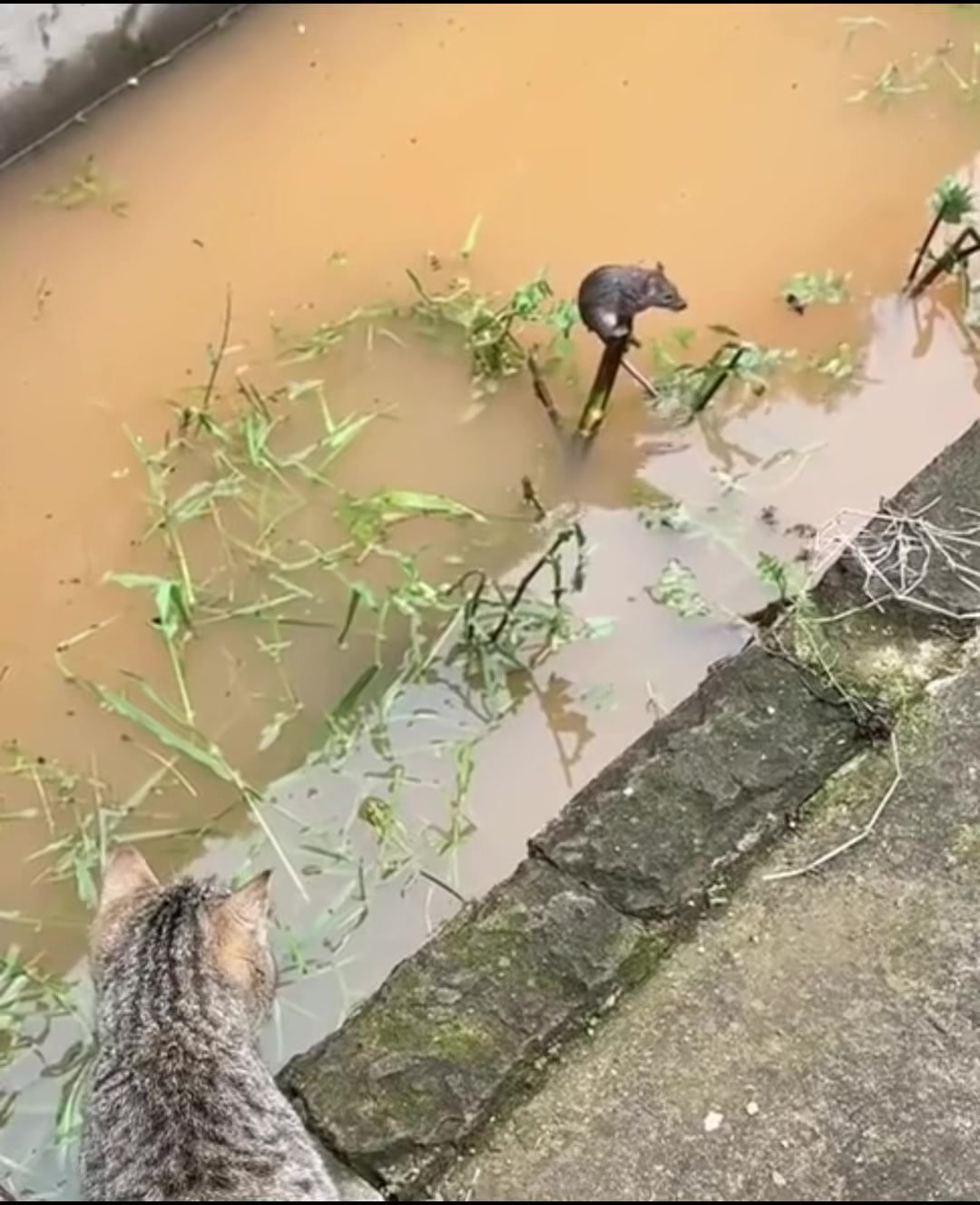 @C&ocirc; Độc Vương