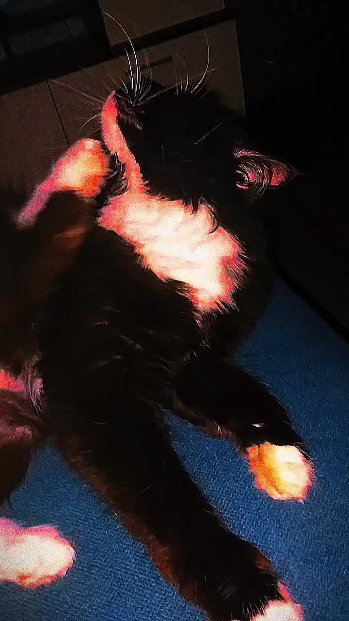 @лилац ∅ (котик хлыщ)