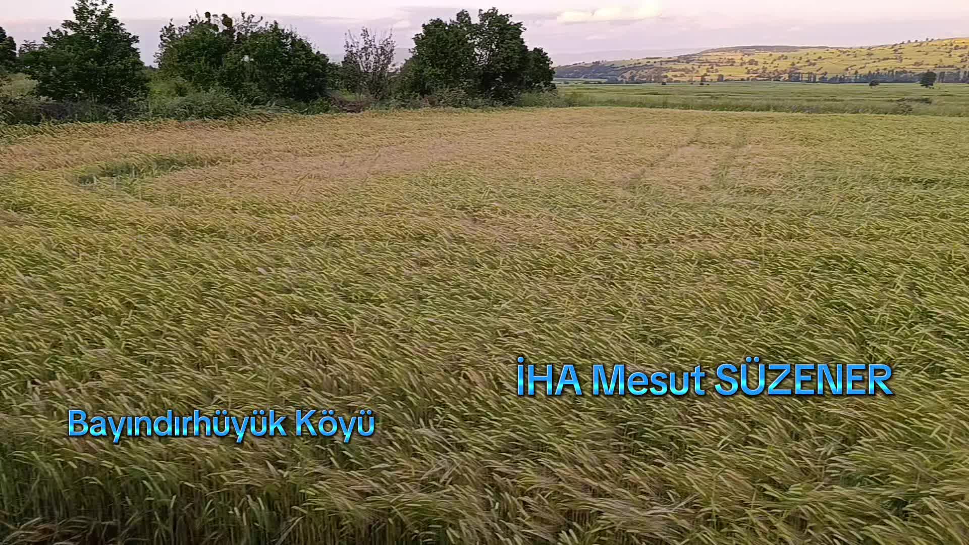 @mesut s&uuml;zener