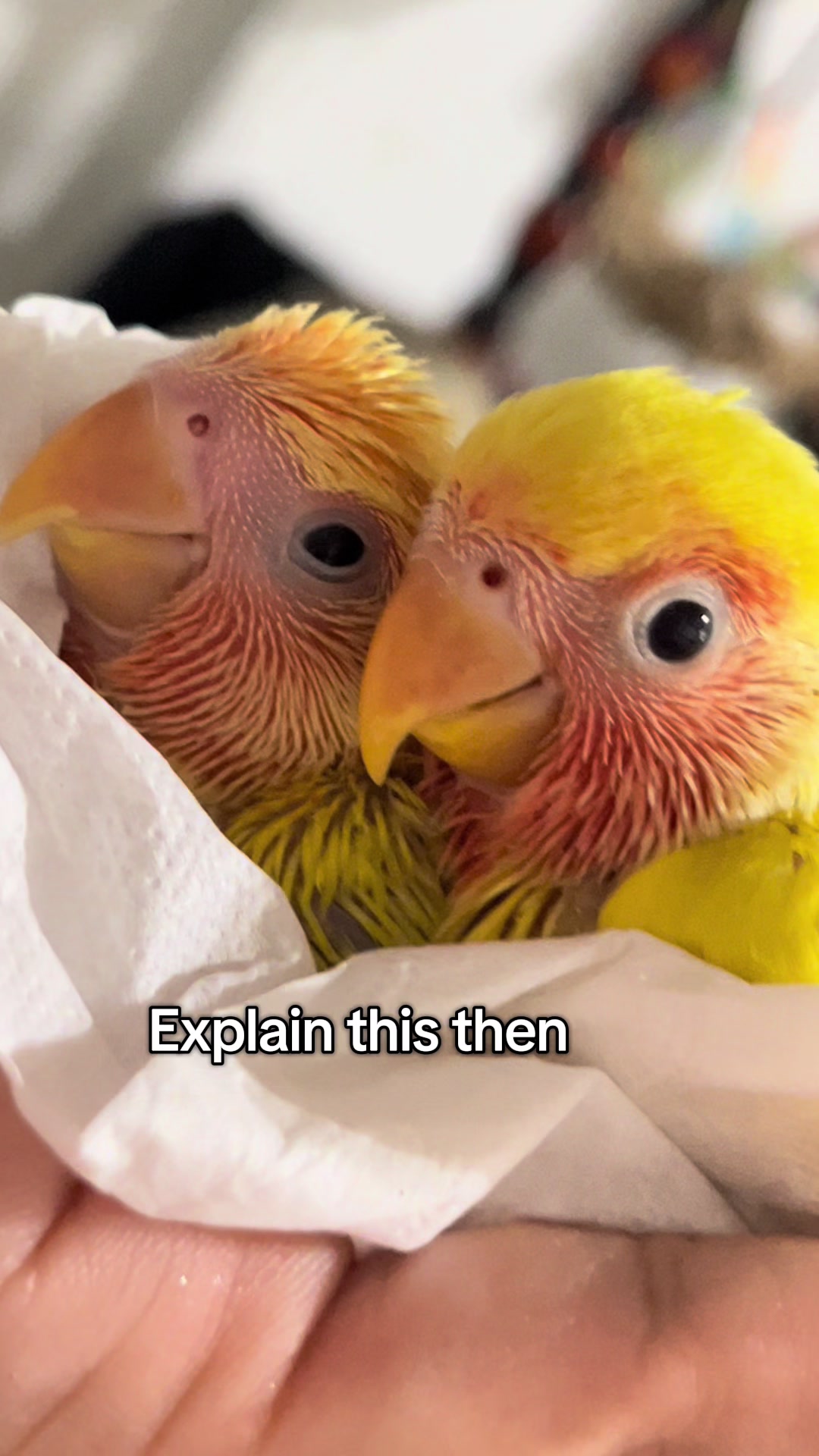 @crisaandbirds
