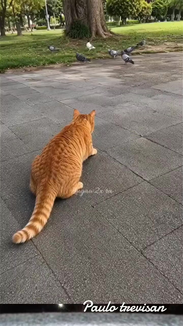 @Paulo Trevisan