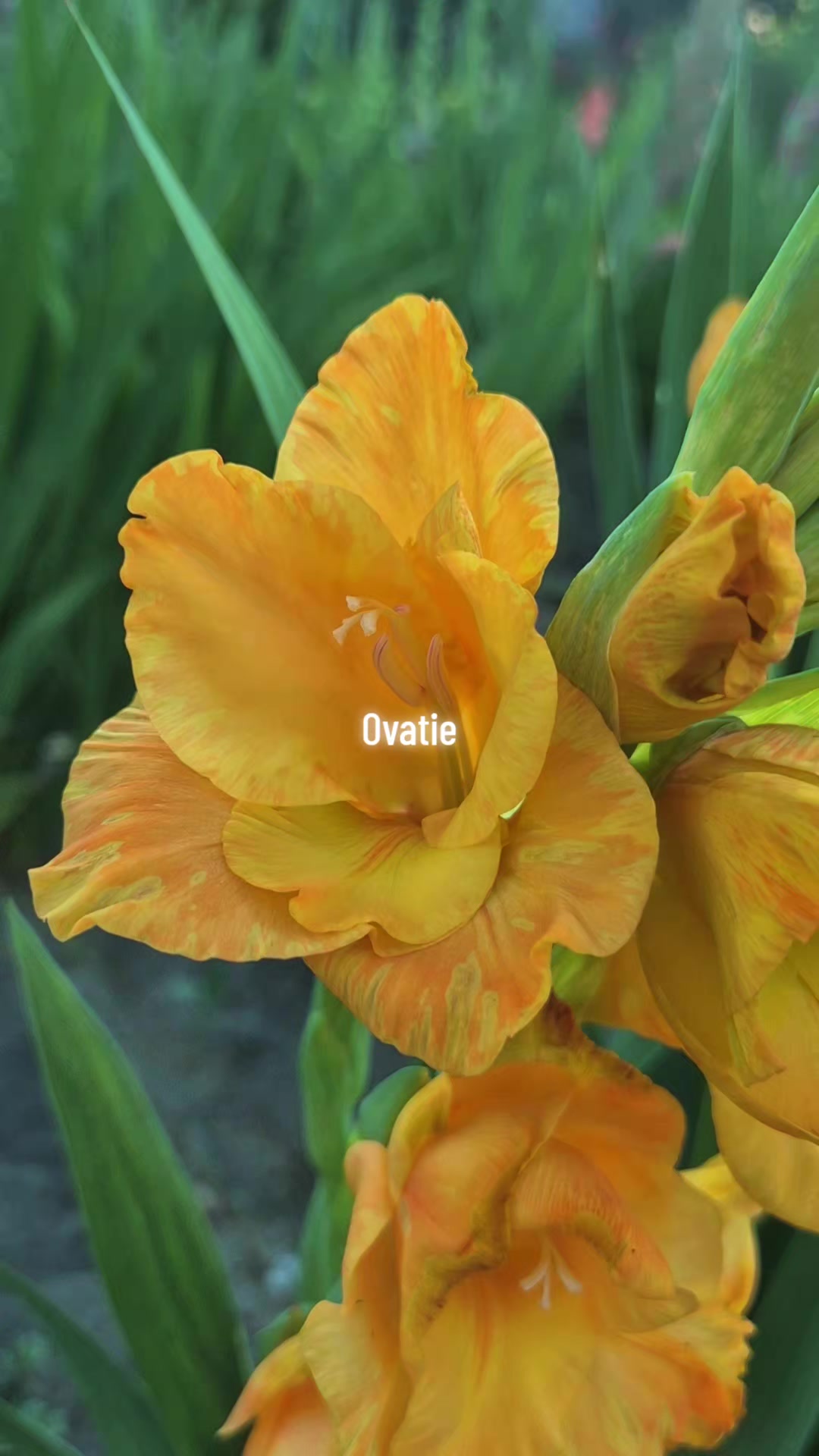 @beverlihilz