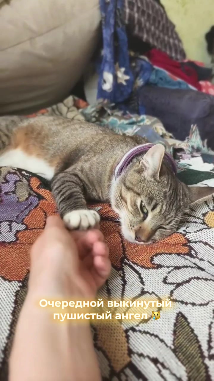 @Оля & Co🐈⬛🐈