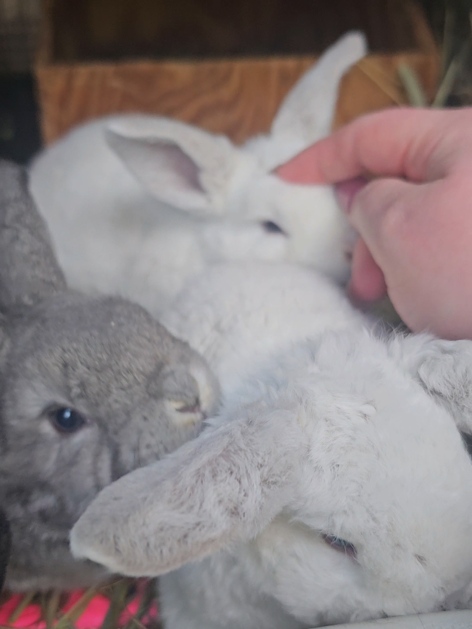 @Darling Rabbitry