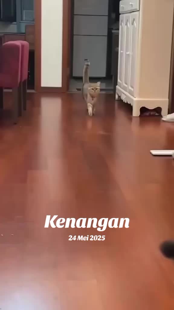 @Pecinta Kucing