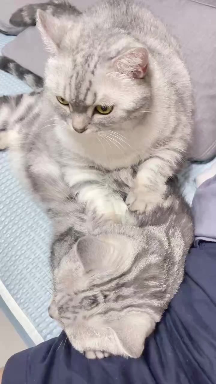 @migo是貓?