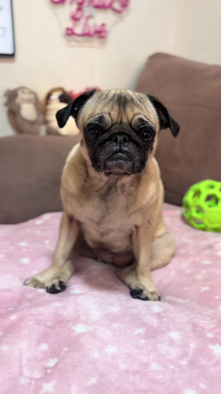 @Emma la Pug