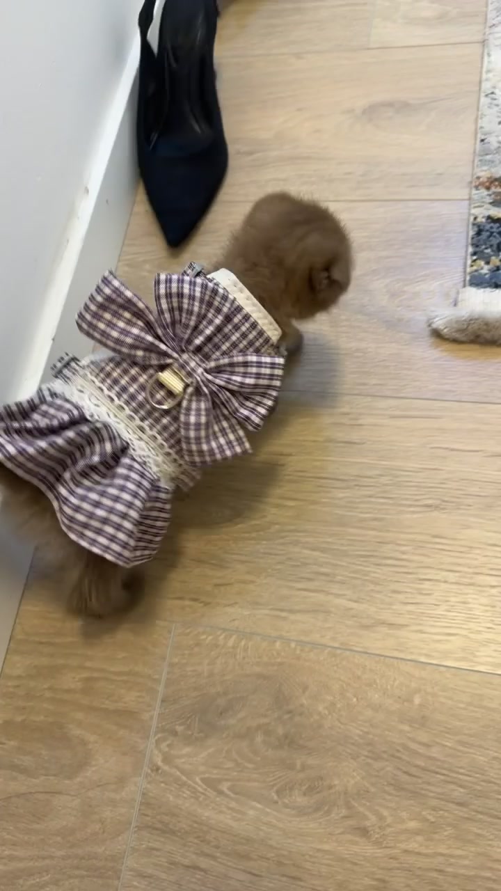 @ANISA VESELI 🎀