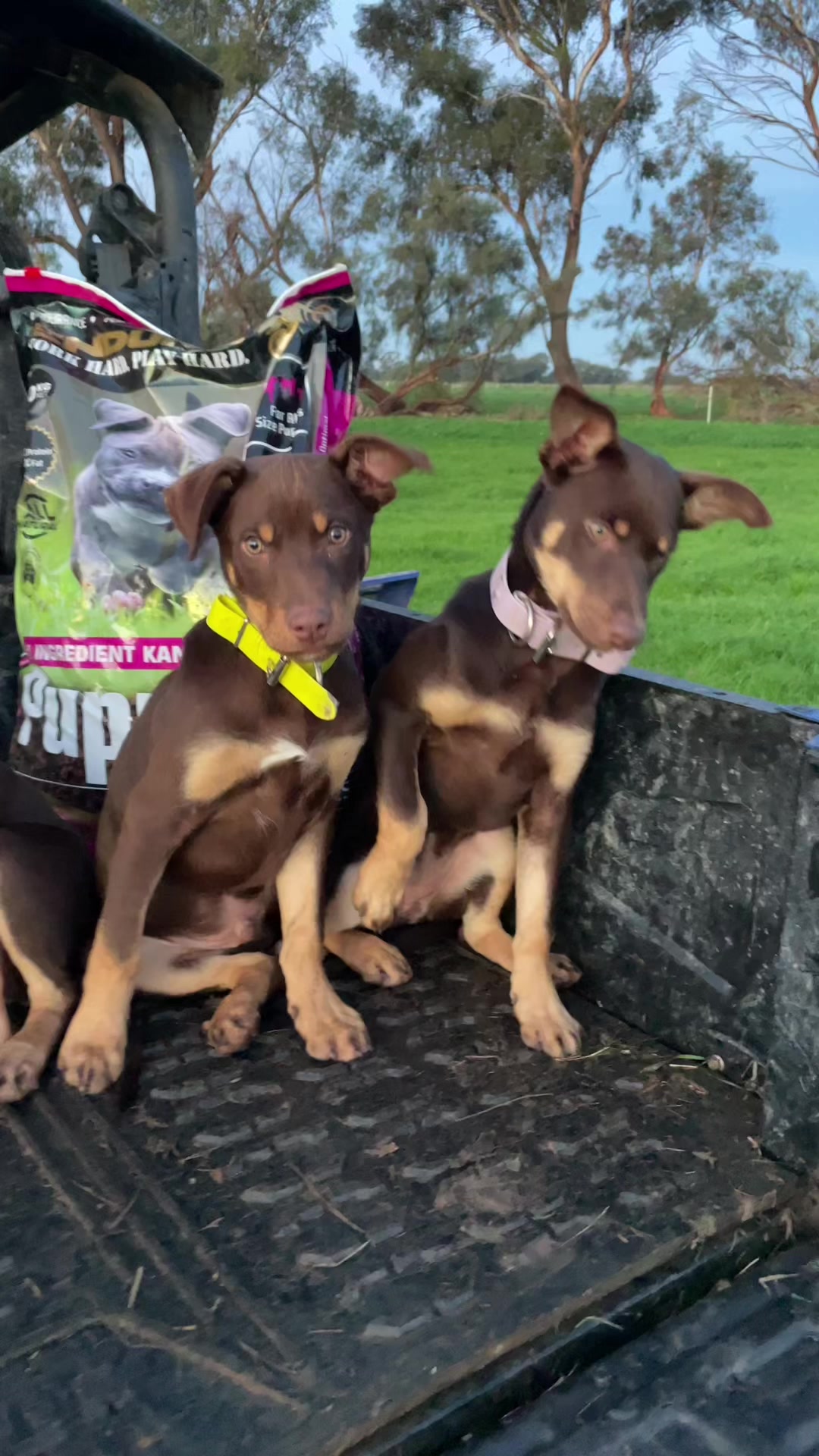 @SouthernDreamin Kelpie stud