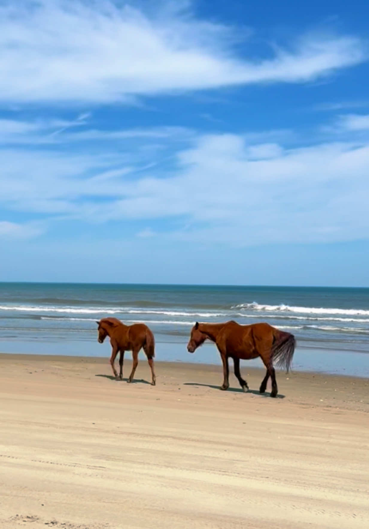 @Twiddy OBX