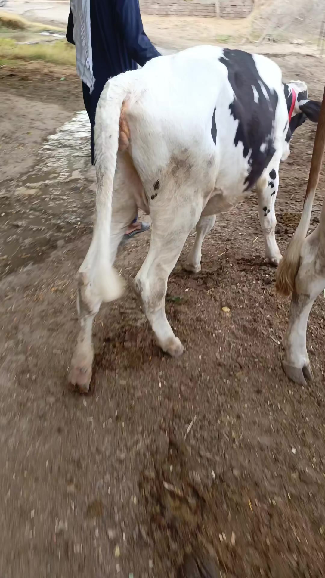 @Usmandairyfarmlayyah