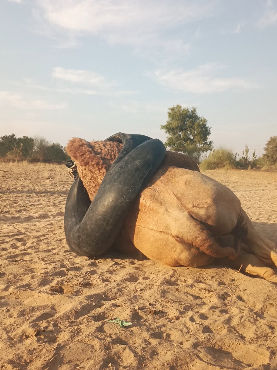 @Animals of desert