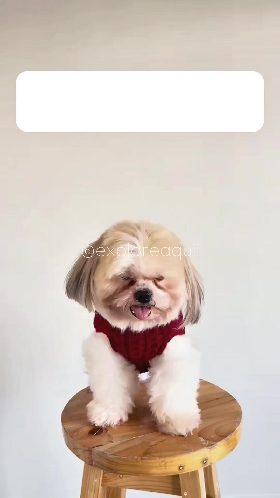 @Explore Aquii 🐾🐾✨️