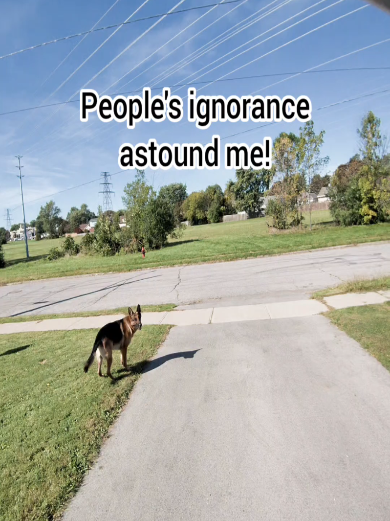 @BuddyandMikes Pal