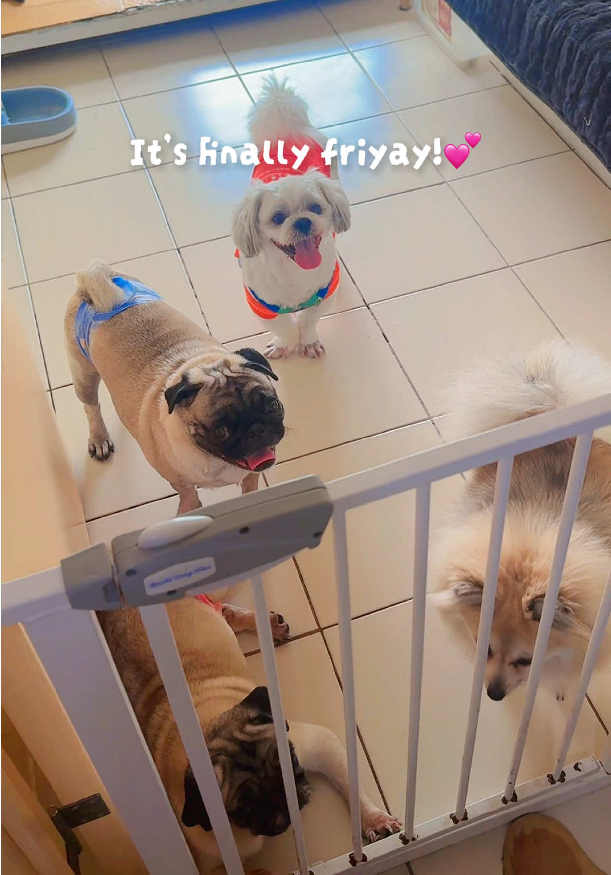 @The Fibibi Paws- Pet Sitting