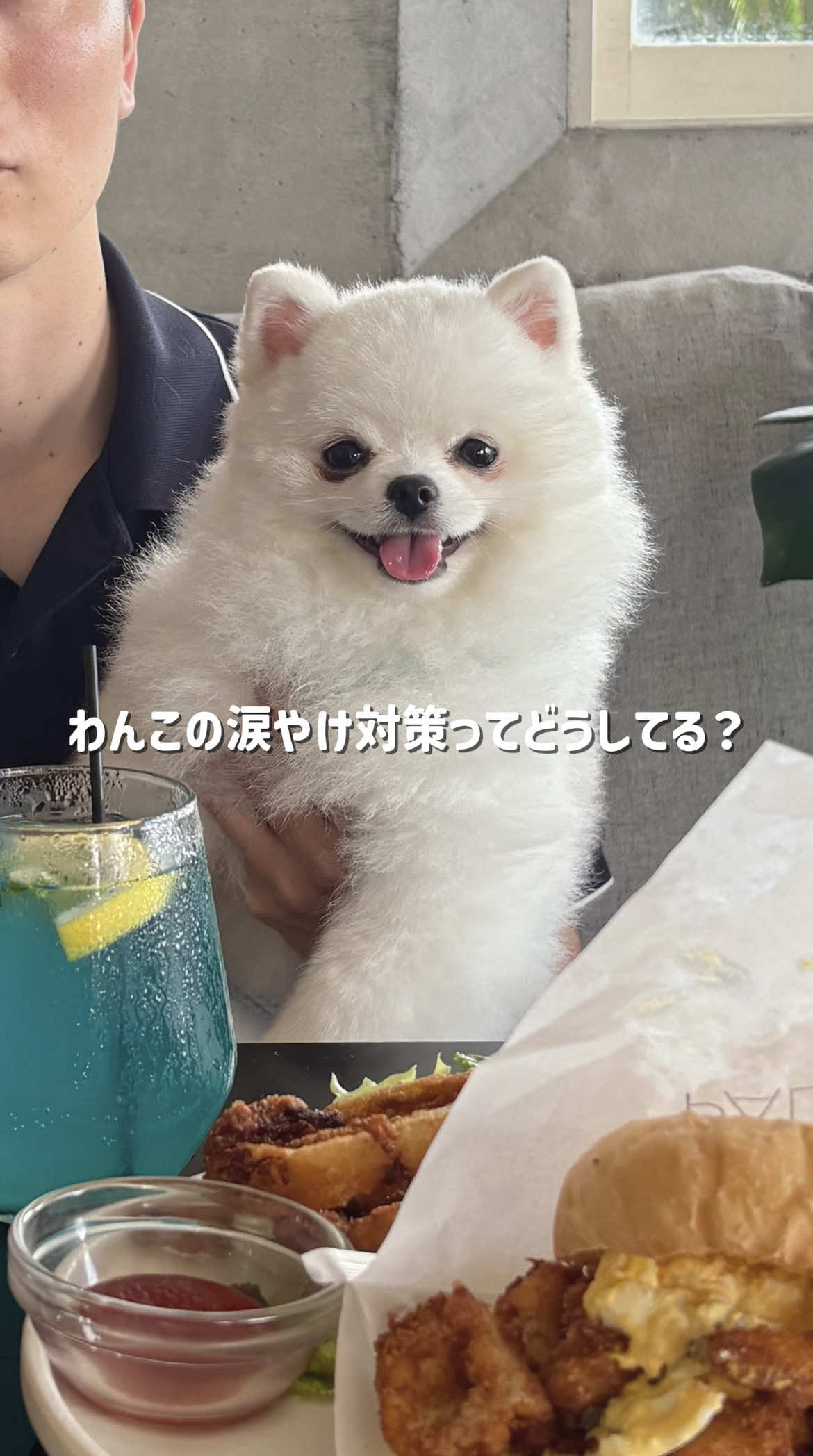 @ポメラニアンのミル🍼