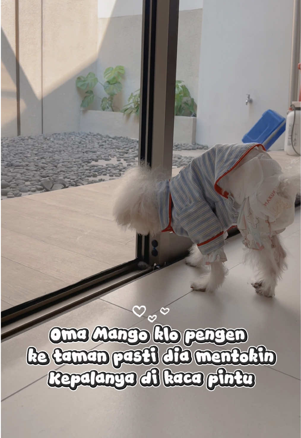 @Jiro and the poodle gang