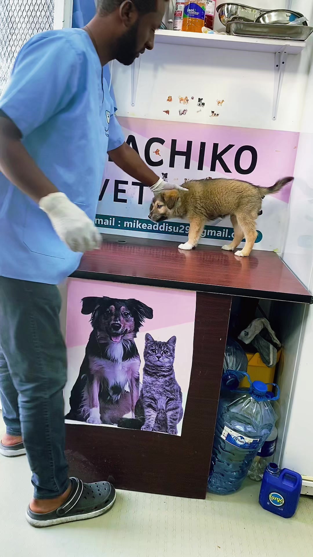 @Hachiko_Vet_Clinic