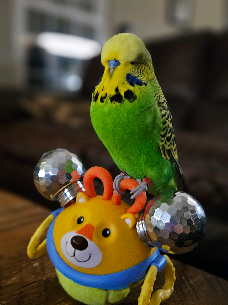 @Run Slow-Mo Charlie🦜