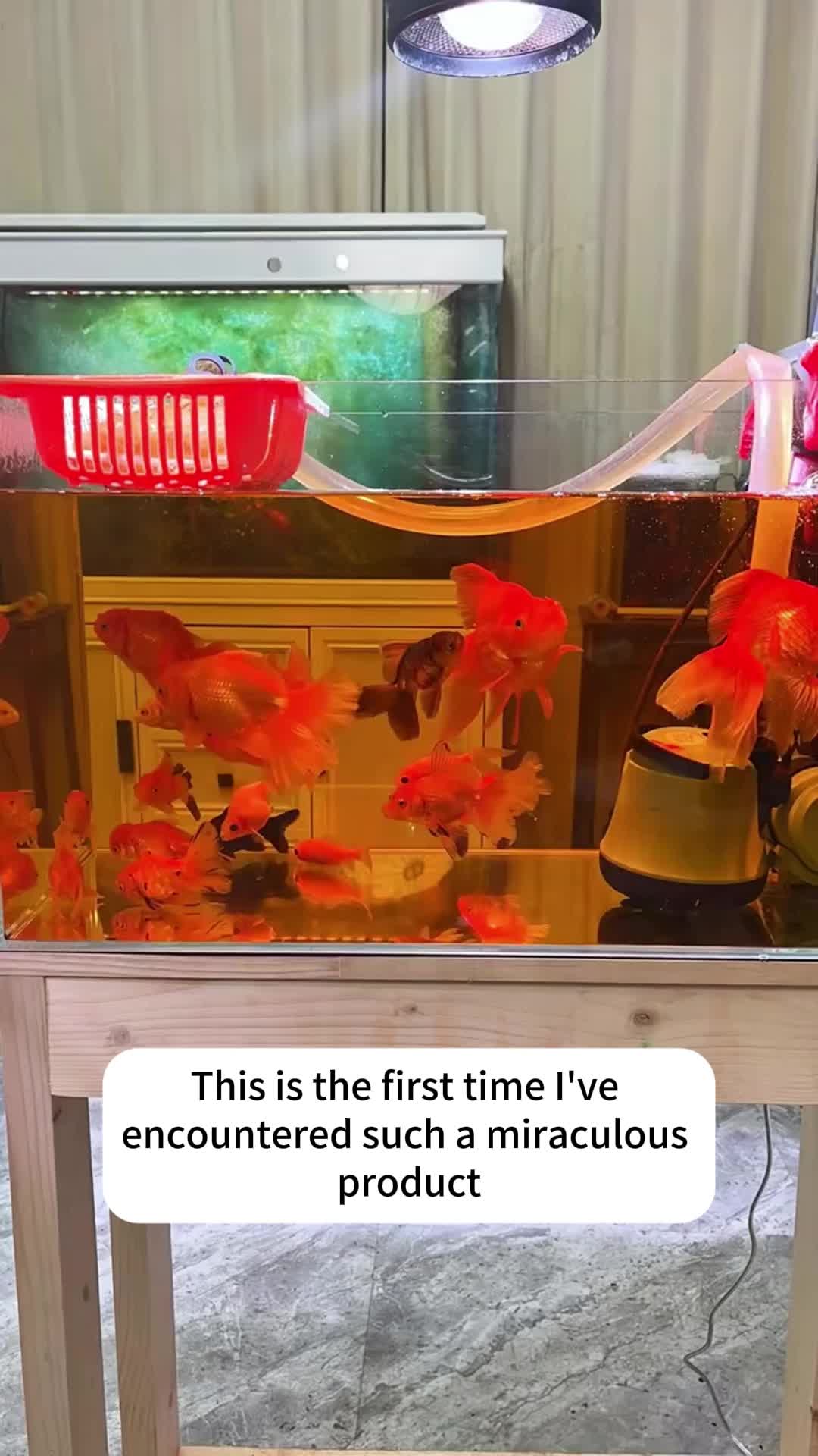 @AquaBunny