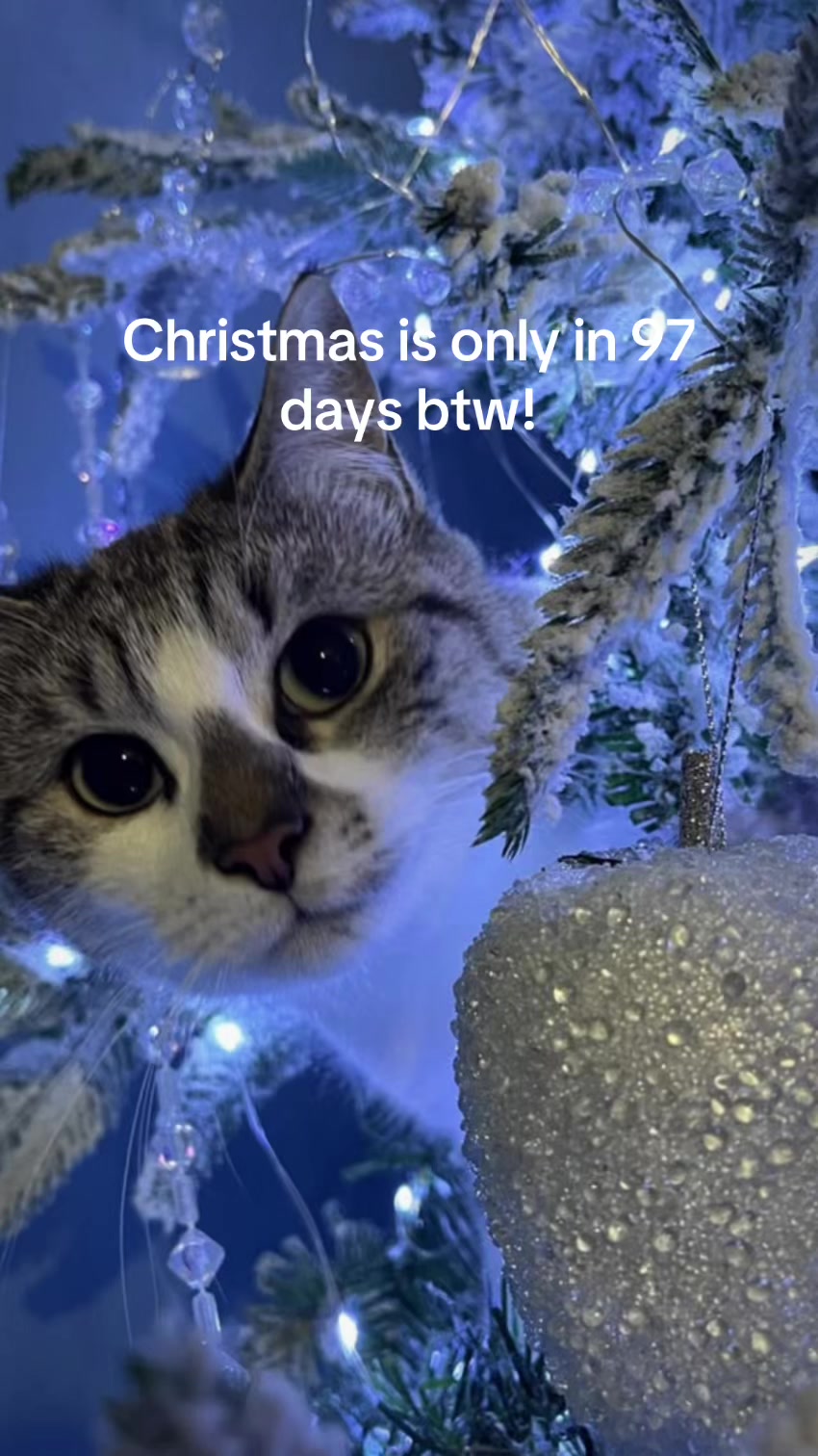 @christmas vibes!